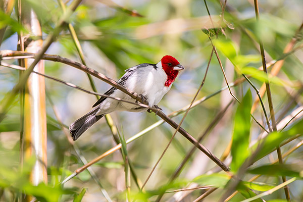 Fissure in Sandstone